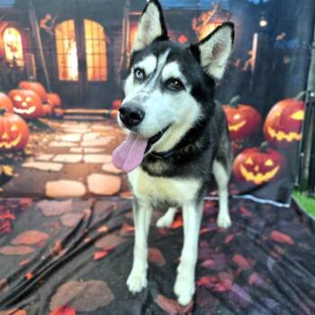 Rescue Siberian Husky Dogs for Adoption in Long Beach, California - MOONBEAM | PetCurious