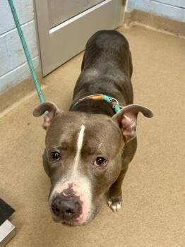 Rescue Mixed Breed Dogs for Adoption in Chamblee, Georgia - Eeyore | PetCurious