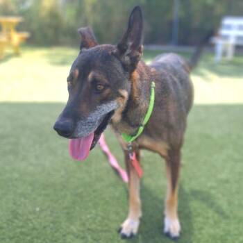 Susan -  Shepherd and Mixed Breed Dog for Adoption in Galveston, Texas - Susan | PetCurious