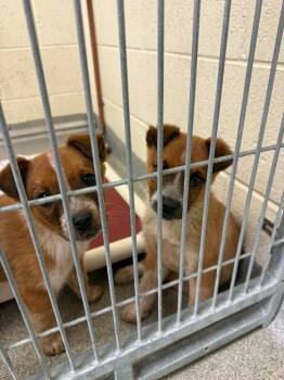 Australian Cattle Dog Blue Heeler Dogs Available for Adoption - Ivy | PetCurious