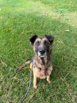 Rescue German Shepherd Dog Dogs for Adoption in Woodland, California - *ASTER | PetCurious