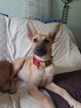 Rescue German Shepherd Dog Dogs for Adoption in Londonderry, New Hampshire - Hina | PetCurious