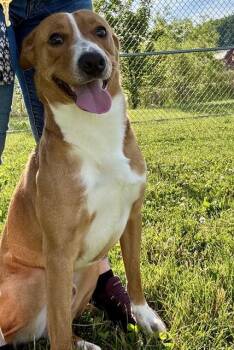 Australian Cattle Dog Blue Heeler Dogs Available for Adoption in Kalamazoo, Michigan - CITRINE | PetCurious