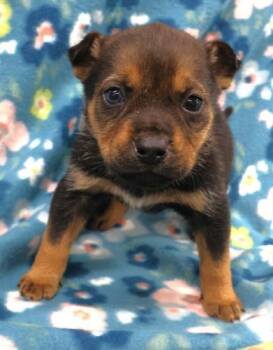 Shepherd Dogs Available for Adoption in Thief River Falls, Minnesota - Maribelle | PetCurious