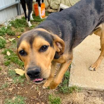 Hound and Mixed Breed Dogs Available for Adoption in Brownsboro, Alabama - Rusty | PetCurious