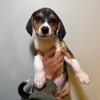 Mixed Breed Dogs Available for Adoption in Saint Charles, Missouri - Miley | PetCurious