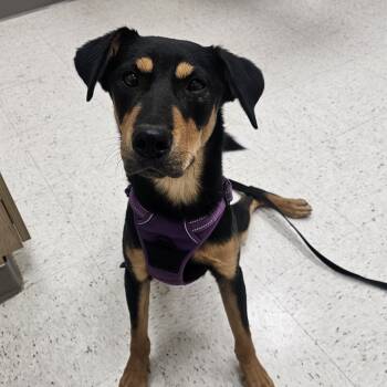 Rescue Shiba Inu Dogs for Adoption in Midland, Texas - Barron | PetCurious