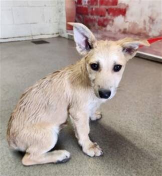 German Shepherd Dog and Mixed Breed Dogs Available for Adoption in San Bernardino, California - MEREDITH | PetCurious
