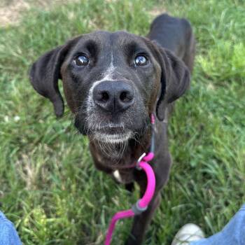 Arf Vader -  Mixed Breed Dog for Adoption in Philadelphia, Pennsylvania - Arf Vader | PetCurious