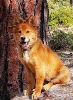 Lily Belle -  Chow Chow Dog Available for Adoption in Houston, Texas - Lily Belle | PetCurious