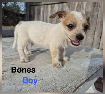 Bones -  Australian Cattle Dog Blue Heeler Dog for Adoption in Gainesville, Virginia - Bones | PetCurious