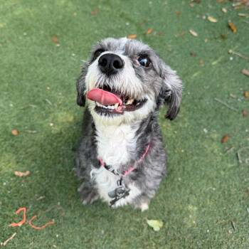 Shih Tzu and Poodle Dogs Available for Adoption in Lakeland, Florida - Grace | PetCurious