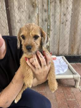 Tater -  Terrier Dog for Adoption in San Diego, California - Tater | PetCurious