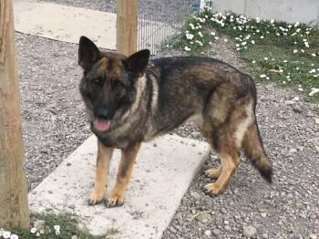 Rescue German Shepherd Dog Dogs for Adoption in Saint Anthony, Idaho - Caramel | PetCurious