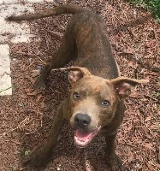 Rescue Terrier and American Staffordshire Terrier Dogs for Adoption in St. Augustine, Florida - Diesel (fka Clyde) | PetCurious