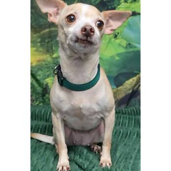 Rescue Chihuahua Dogs for Adoption in Boulder, Colorado - Foxy | PetCurious