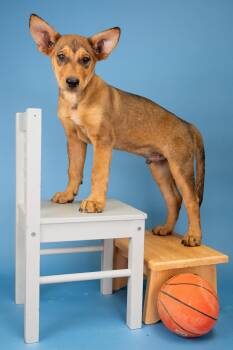 756-26 -  Shepherd Dog for Adoption in Brighton, Colorado - 756-26 | PetCurious