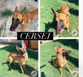 Cersei -  Belgian Shepherd Malinois Dog for Adoption in New Braunfels, Texas - Cersei | PetCurious