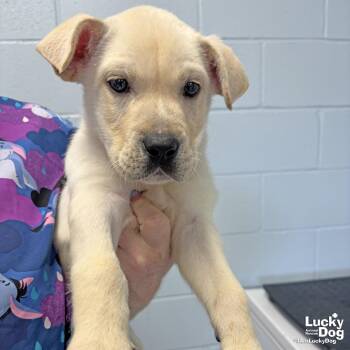 Labrador Retriever and Shepherd Dogs Available for Adoption in Washington, District Of Columbia - Brucey | PetCurious