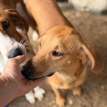 Ruby -  American Foxhound Dog for Adoption in Washington, District Of Columbia - Ruby | PetCurious