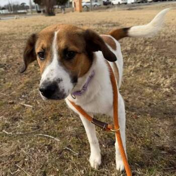 Treeing Walker Coonhound and Terrier Dogs Available for Adoption - Bunny | PetCurious