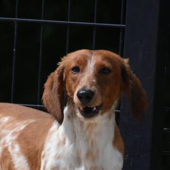 Omen -  Dachshund Dog for Adoption in Auburn, Nebraska - Omen | PetCurious