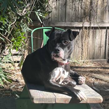 Sox -  Mixed Breed Dog for Adoption in Chesapeake Beach, Maryland - Sox | PetCurious