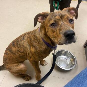 Roxanne -  Mixed Breed Dog for Adoption in Pittsburgh, Pennsylvania - Roxanne | PetCurious