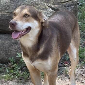 Rescue German Shepherd Dog Dogs for Adoption in Jena, Louisiana - Baker | PetCurious