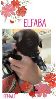 Elafaba -  Chihuahua Dog for Adoption in Eugene, Oregon - Elafaba | PetCurious