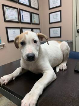 Rescue Mixed Breed Dogs for Adoption in Highland Village, Texas - Puppy 4 | PetCurious