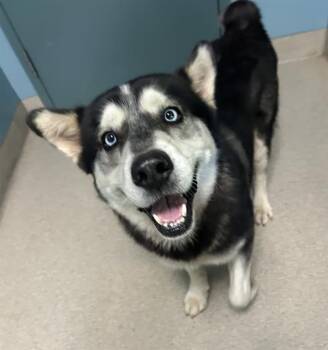 Husky Dogs Available for Adoption in Newton, North Carolina - CHASE | PetCurious