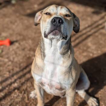 Bob -  Pit Bull Terrier and Mixed Breed Dog for Adoption in Buchanan Dam, Texas - Bob | PetCurious