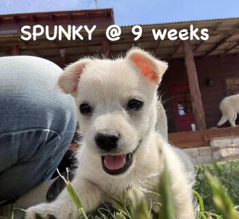 Chiweenie and Miniature Schnauzer Dogs Available for Adoption in Bastrop, Texas - Spunky | PetCurious