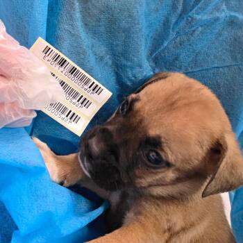 Offset -  Mixed Breed Dog for Adoption in Charleston, West Virginia - Offset | PetCurious