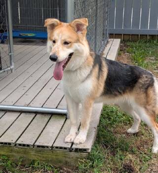 Freya -  Husky and Australian Shepherd Dog for Adoption in Aurora, Illinois - Freya | PetCurious