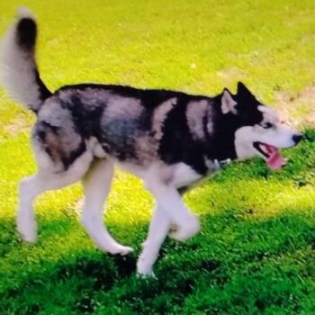 Togo -  Husky Dog for Adoption in Des Moines, Iowa - Togo | PetCurious