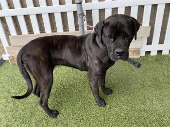 Cane Corso and Mixed Breed Dogs Available for Adoption in Modesto, California - A609262 | PetCurious