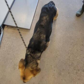 Mixed Breed Dogs Available for Adoption in Las Cruces, New Mexico - Casey | PetCurious