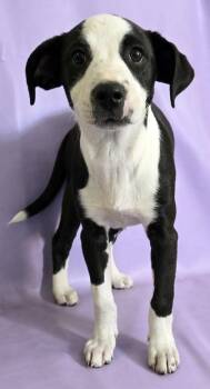 Terrier and Mixed Breed Dogs Available for Adoption in Morton Grove, Illinois - Panda | PetCurious