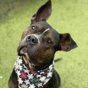 Brown Sugar -  Mixed Breed Dog for Adoption in Greensboro, North Carolina - Brown Sugar | PetCurious