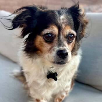 PEPPER aka Moose Tracks -  Cocker Spaniel and Papillon Dog for Adoption in Marana, Arizona - PEPPER Aka Moose Tracks | PetCurious