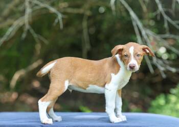 Hayden -  Labrador Retriever Dog for Adoption in Lucedale, Mississippi - Hayden | PetCurious
