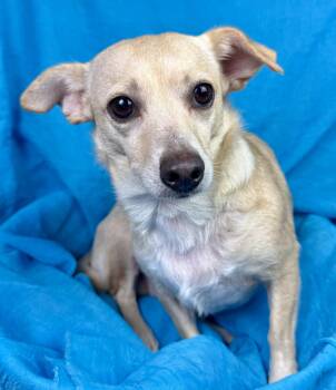 Feechee - Chihuahua girl -  Chihuahua Dog for Adoption in Hondo, Texas - Feechee - Chihuahua Girl | PetCurious