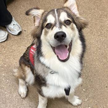 Ody -  Mixed Breed Dog for Adoption in Skokie, Illinois - Ody | PetCurious