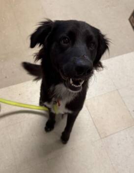 Bear Claw -  Retriever Dog for Adoption in Mobile, Alabama - Bear Claw | PetCurious