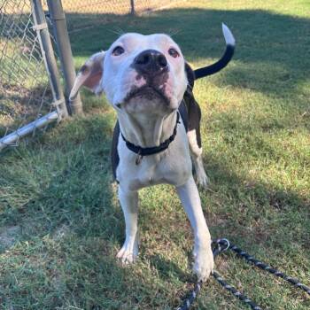(Found) Bijou -  Pit Bull Terrier and Mixed Breed Dog for Adoption in Cabot, Arkansas - (Found) Bijou | PetCurious