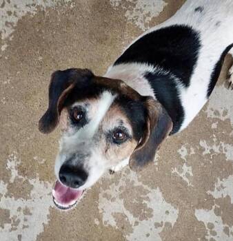 Izzy -  Coonhound Dog for Adoption in Spring Hill, Tennessee - Izzy | PetCurious