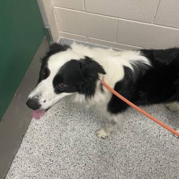 Border Collie Dogs Available for Adoption in Reno, Nevada - Turbo | PetCurious