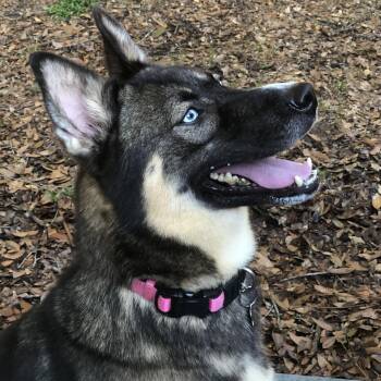 Gypsy -  Husky and German Shepherd Dog Dog for Adoption in Magnolia Springs, Alabama - Gypsy | PetCurious